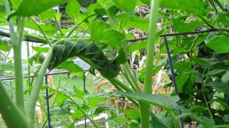 Potato Hornworm On Leaf
